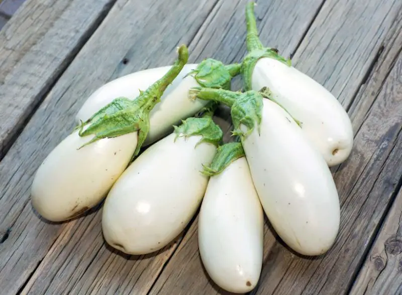 Types of Eggplants