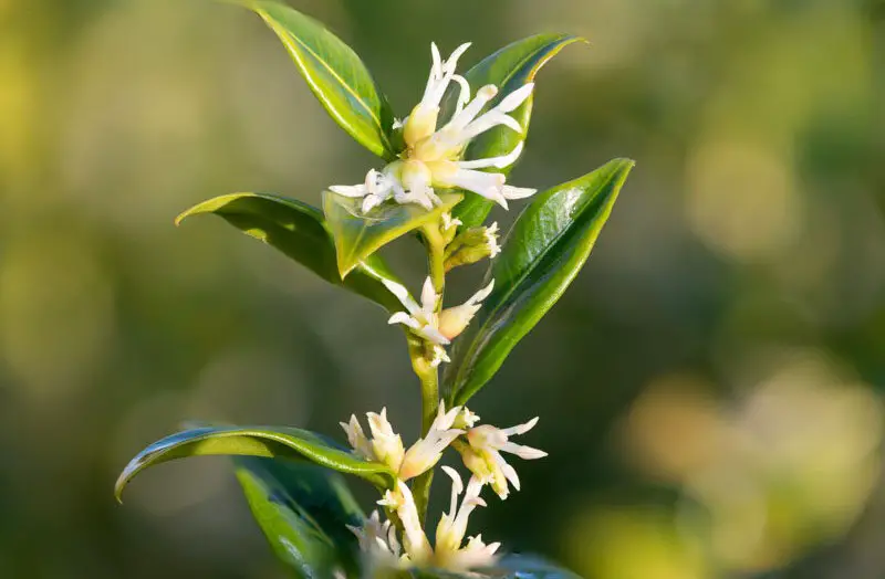 Flowers That Bloom in Winter