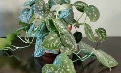 Satin Pothos (Scindapsus pictus) Care and Growing Guide