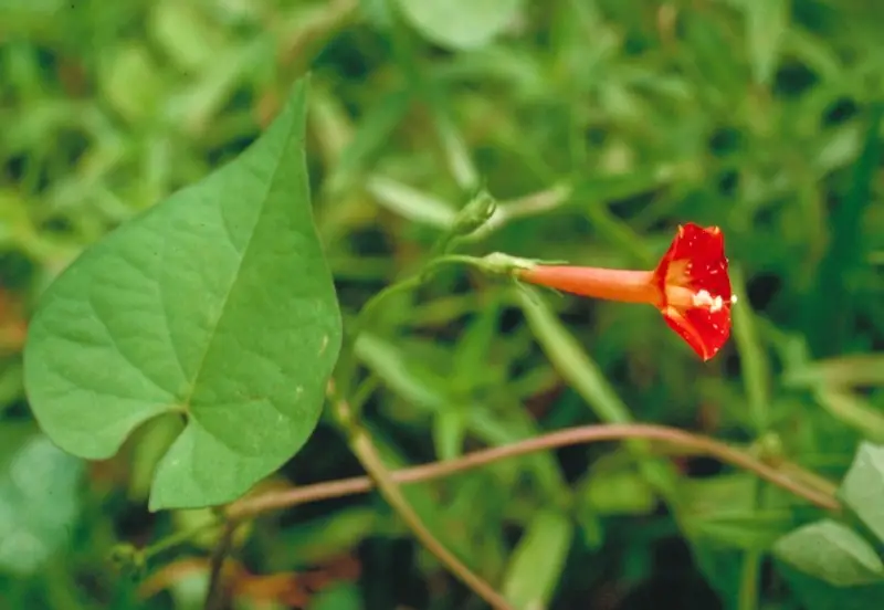 Morning Glory Varieties