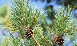 Scots Pine (Pinus sylvestris) Care and Growing Guide