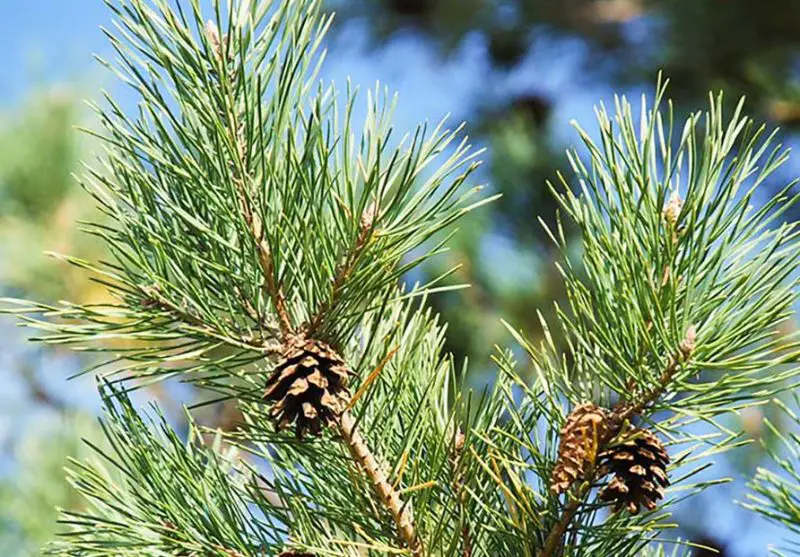 Scots Pine