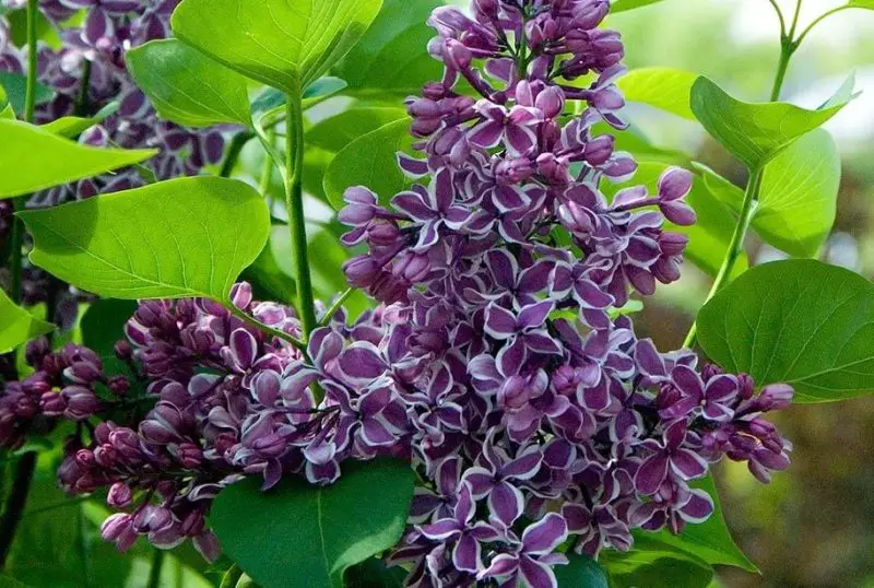 Lilac Flowers