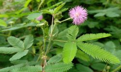 Sensitive Plant (Mimosa pudica) Care and Growing Guide