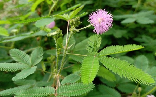 Sensitive Plant