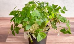 Shamrock Plant (Oxalis triangularis) Care and Growing Guide