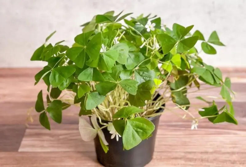 Shamrock Plant