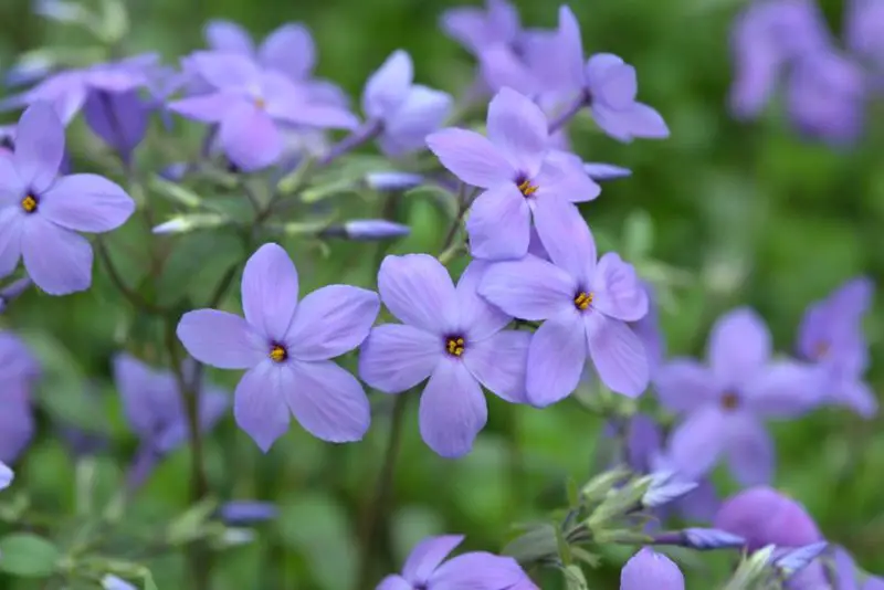 Phlox Flowers