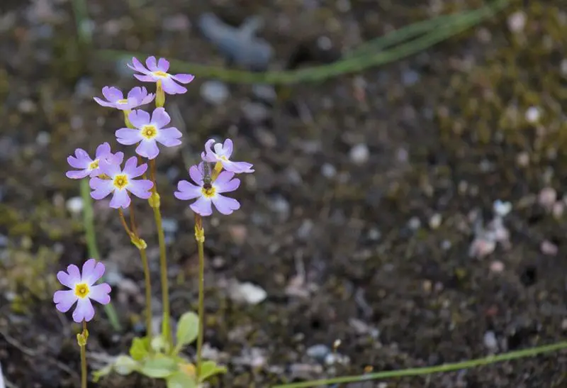 primrose flowers