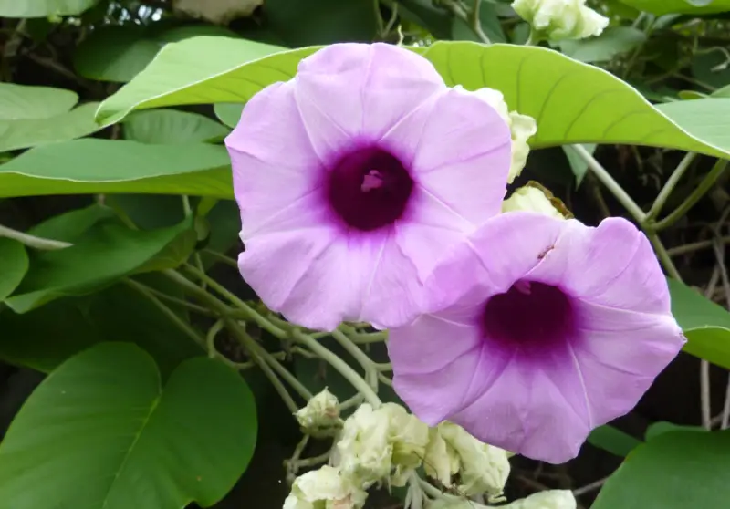 Morning Glory Varieties