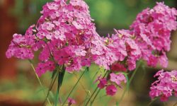 28 Species of Phlox Flowers with Pictures and Names