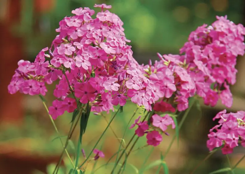 Phlox Flowers