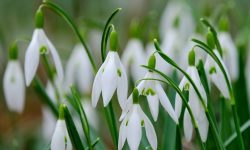 Snowdrop Flower (Galanthus) Care and Growing Guide