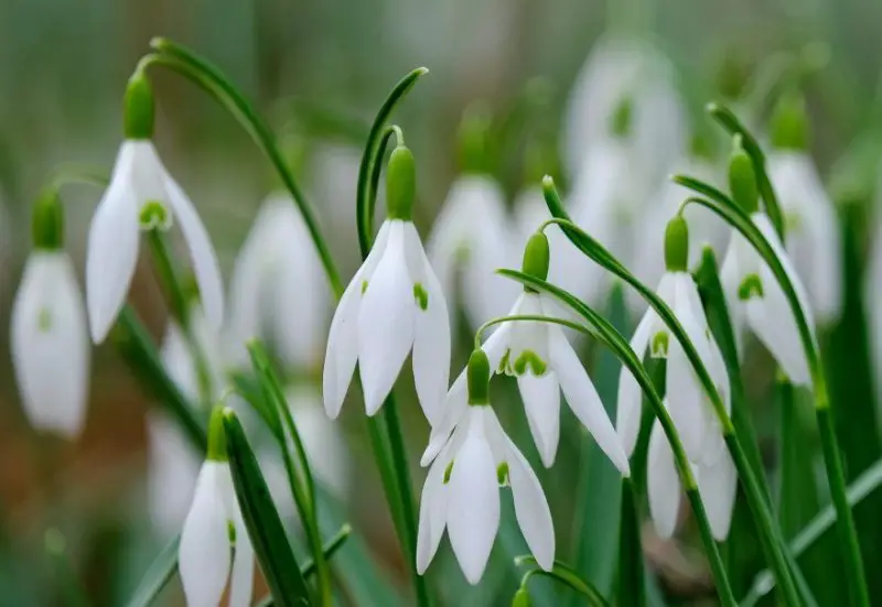 Snowdrop Flower