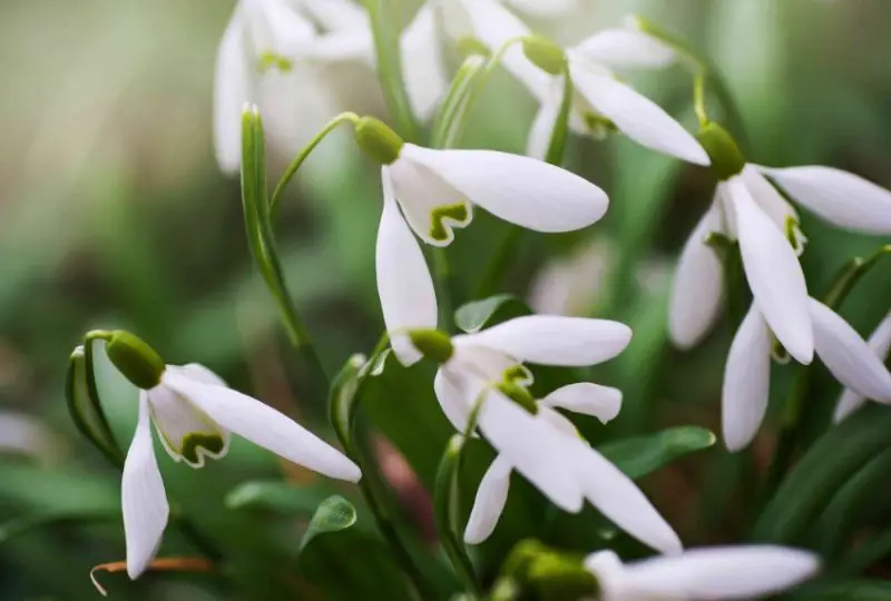 Flowers That Bloom in Winter