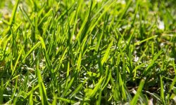 Discover the Best 15 Types of St. Augustine Grass for Your Lawn