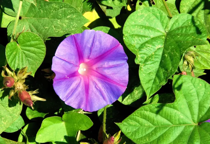 Morning Glory Varieties