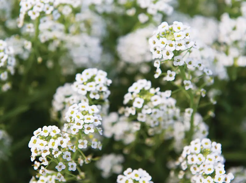 Flowers That Bloom in Winter