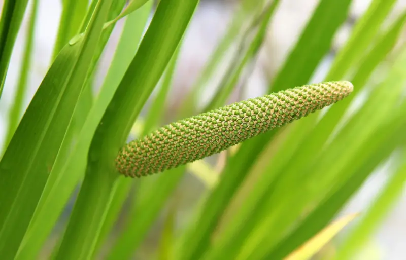 Pond Plants