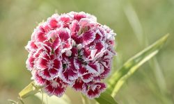 Sweet William (Dianthus barbatus) Care and Growing Guide