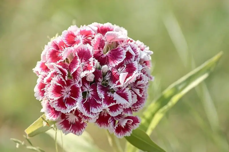 Flowers That Bloom in Summer