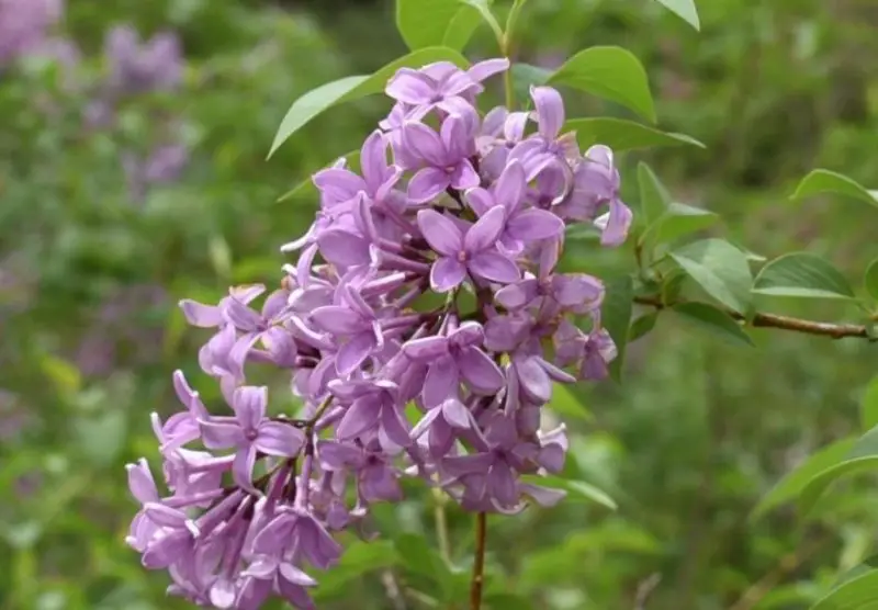 Lilac Flowers