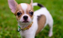 All About the Teacup Chihuahua: The Adorable and Tiny Dog Breed