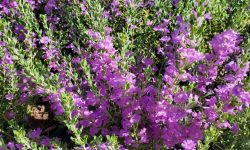 Texas Sage (Leucophyllum Frutescens) Care and Growing Guide