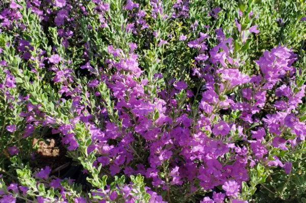 Texas Sage (Leucophyllum Frutescens)