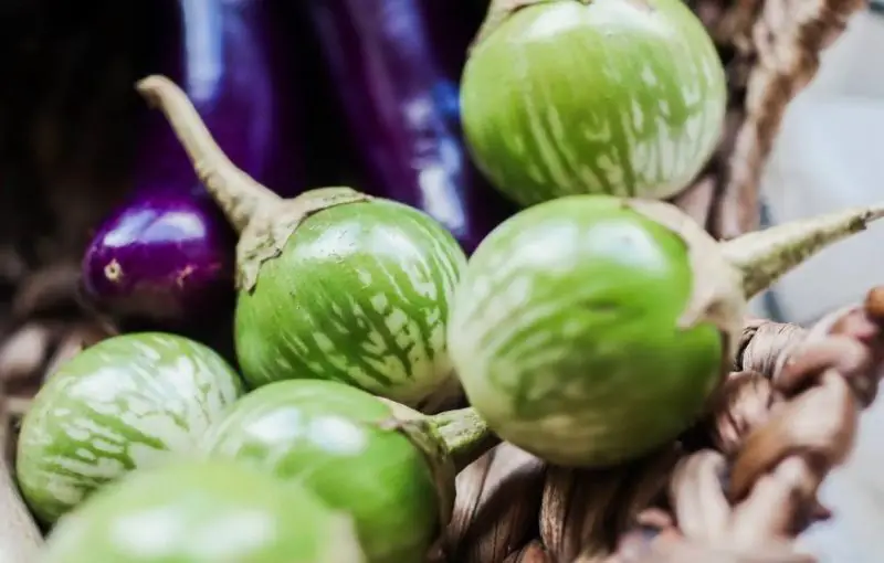 Types of Eggplants