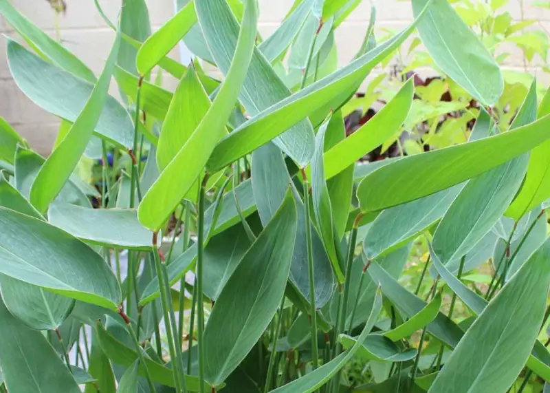 Pond Plants