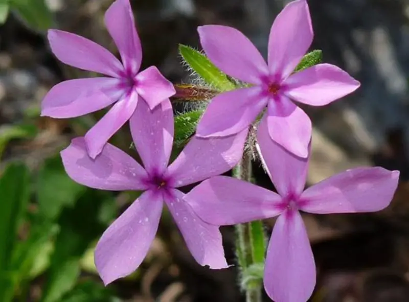 Phlox Flowers