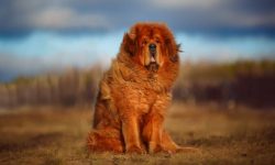 Tibetan Mastiff: The King of Dogs