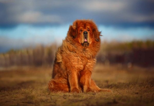 Tibetan Mastiff