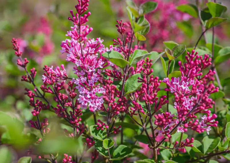 Lilac Flowers