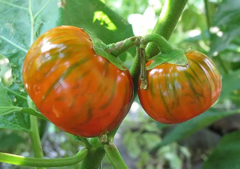 Types of Eggplants