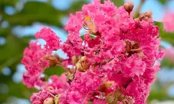 Tuscarora Crape Myrtle Care and Growing Guide (Most Detailed)