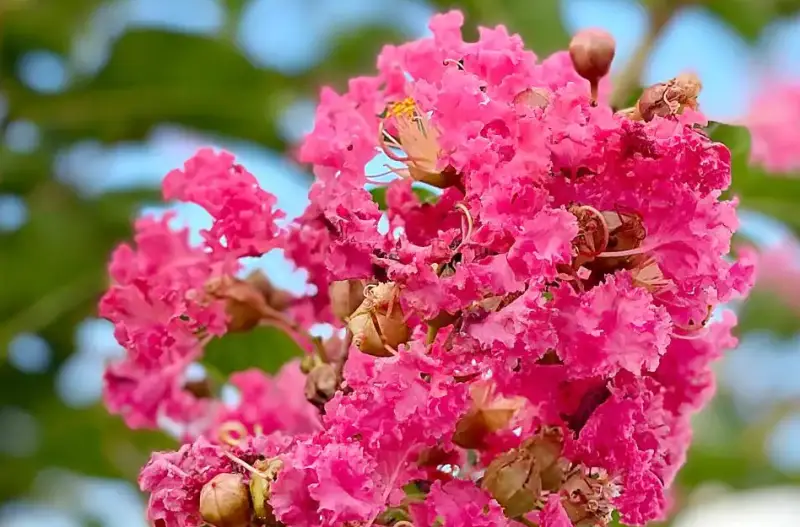 Tuscarora Crape Myrtle