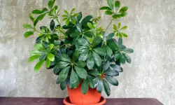 Umbrella Plant Care and Growing Guide (Most Detailed)