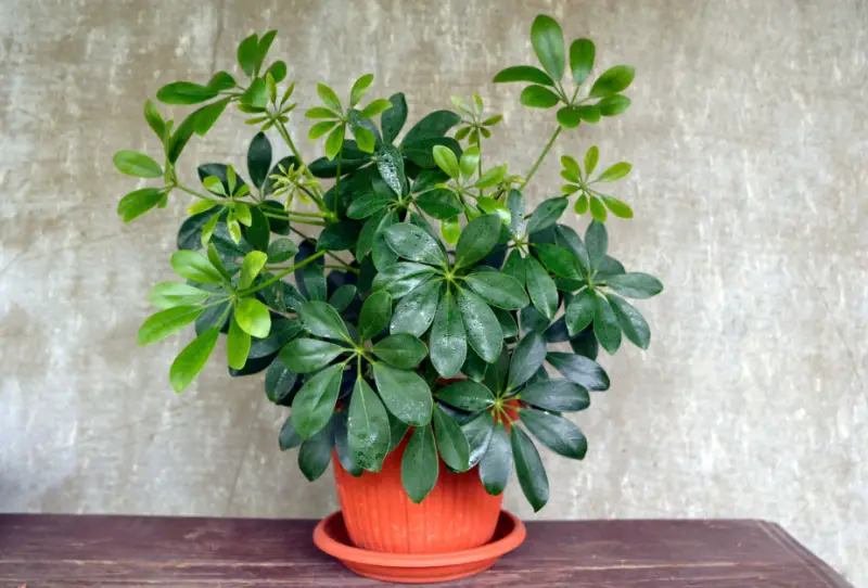 Umbrella Plant