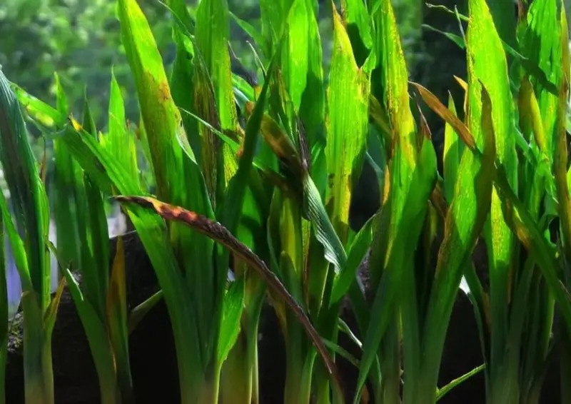 Aquatic Plants