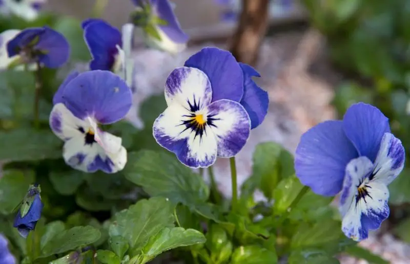 Flowers That Bloom in Winter