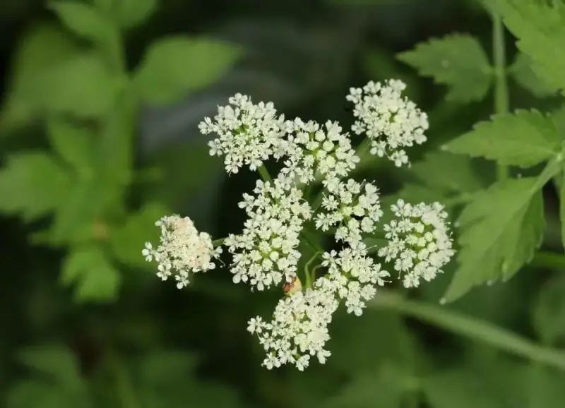 Pond Plants