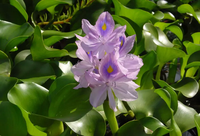 Pond Plants