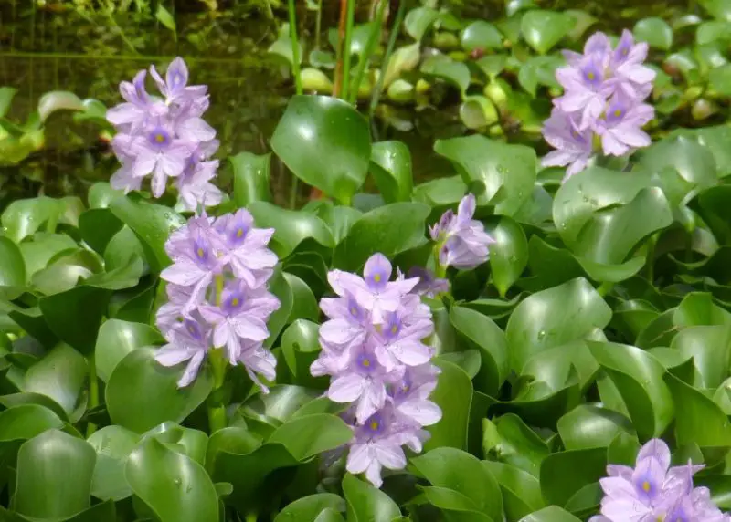 Aquatic Plants