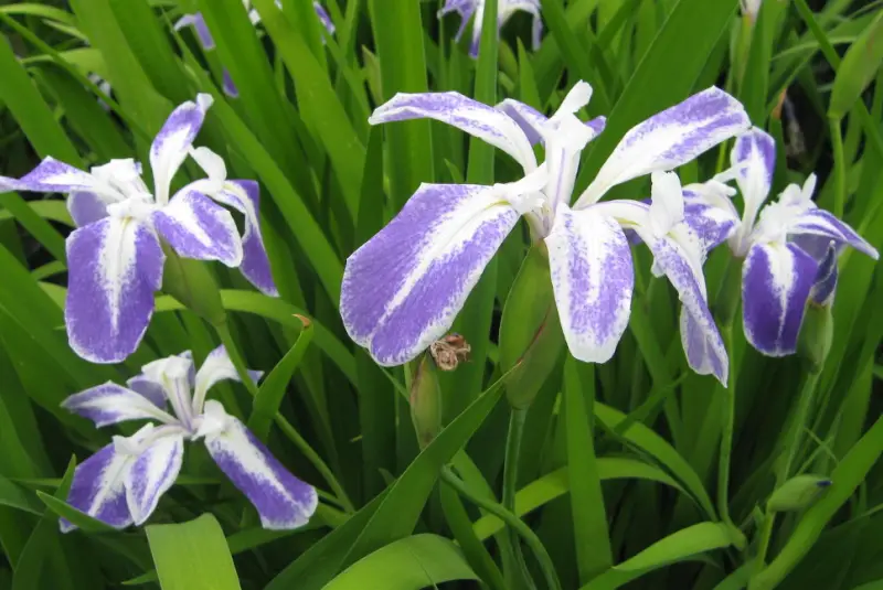 Pond Plants