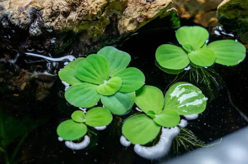 Pond Plants