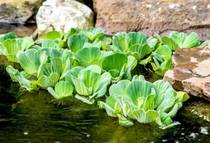 Aquatic Plants