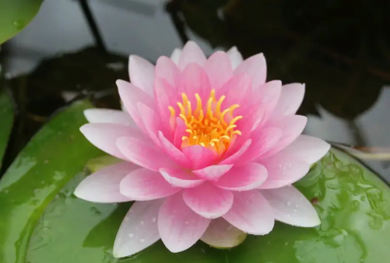 Pond Plants