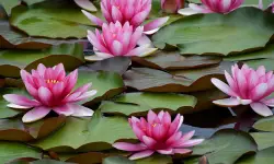 Water Lily Care and Growing Guide with Ultimate Tips